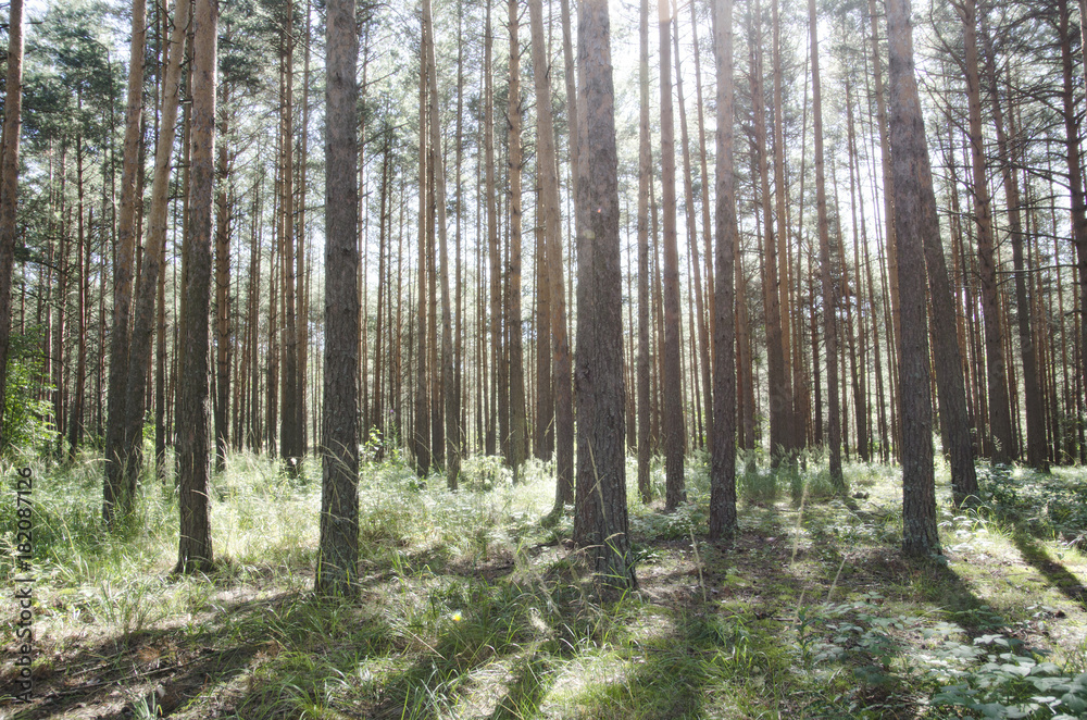 Obraz premium summer forest