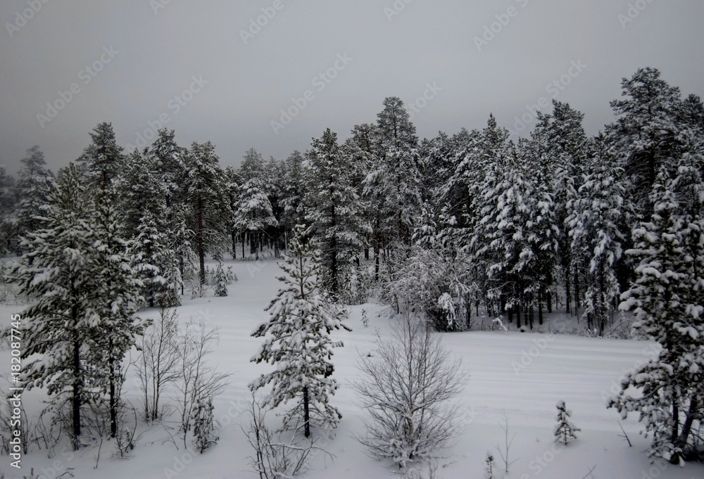 winter winter