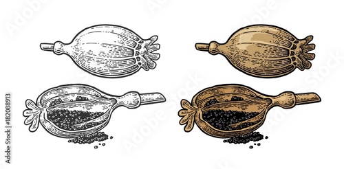 Poppy heads and seeds. Vector black vintage engraved