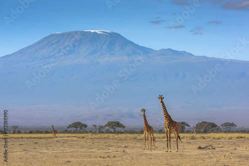 three giraffe stand in front of Mt Kilimanjaro