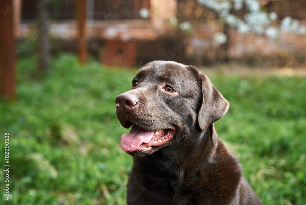 Labrador, dog walks in the backyard, grass, house, pets Labrador, dog walks in the backyard, grass, house, pets