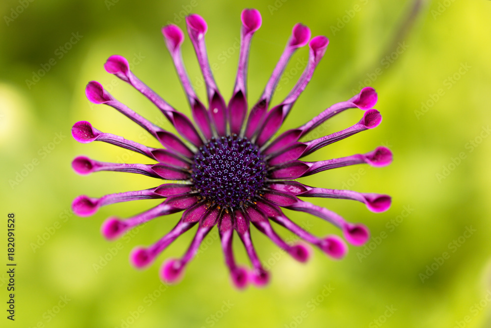 Obraz premium Trailing African honeysuckle (Osteospermum fruticosum)