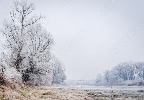 Wallpaper Mural winter landscape with a view of snow-covered trees in the fog 

 Torontodigital.ca