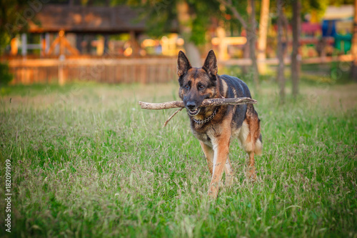 german shepherd dog lying down outdoors