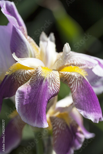 Fototapeta Naklejka Na Ścianę i Meble -  Iris, purple-yellow flowers blooming in a garden, close up.