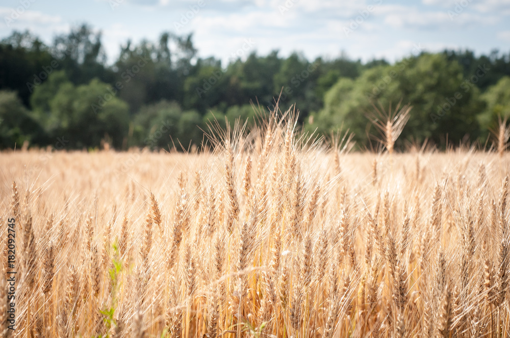 A Field Of Wheat A Field Of Wheat