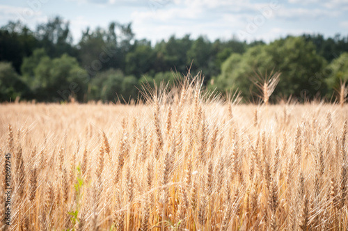 A Field Of Wheat