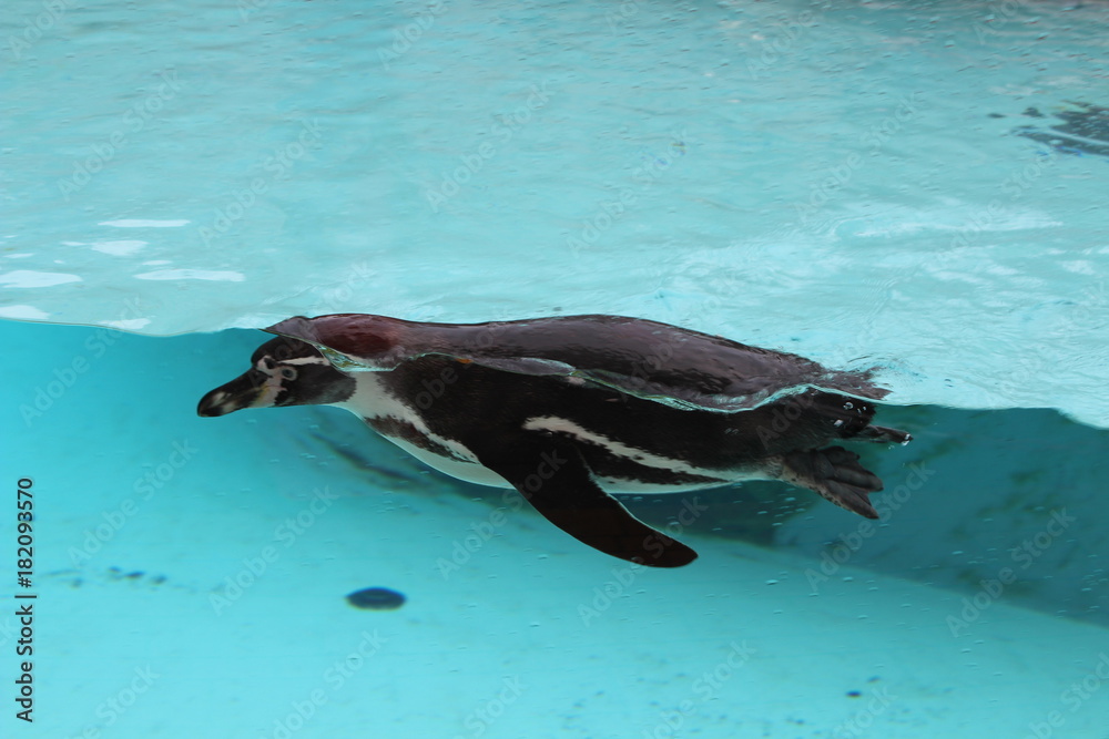 Naklejka premium pingwin