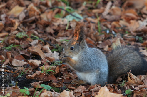 fluffy red squirrel in the park