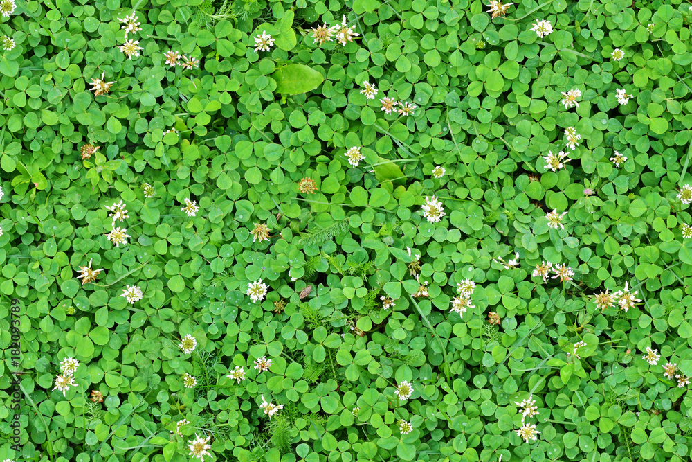 Obraz premium Seamless clover texture
