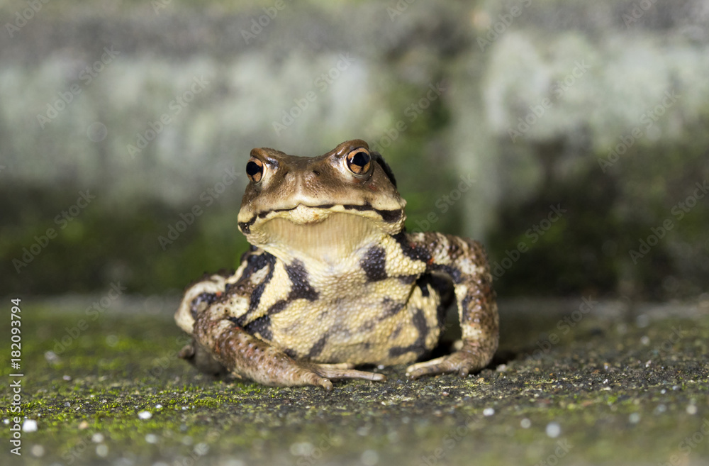 ヒキガエル ヒキガエル