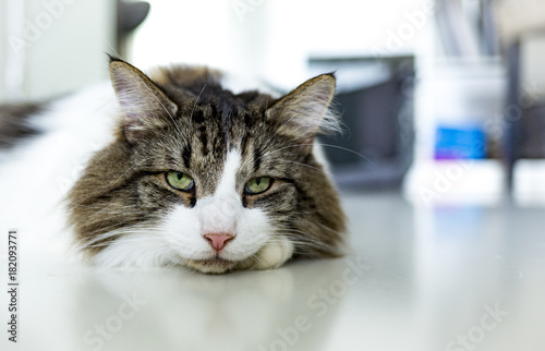 Wallpaper Mural Green eyed Norwegian Forest cat laying on white floor Torontodigital.ca