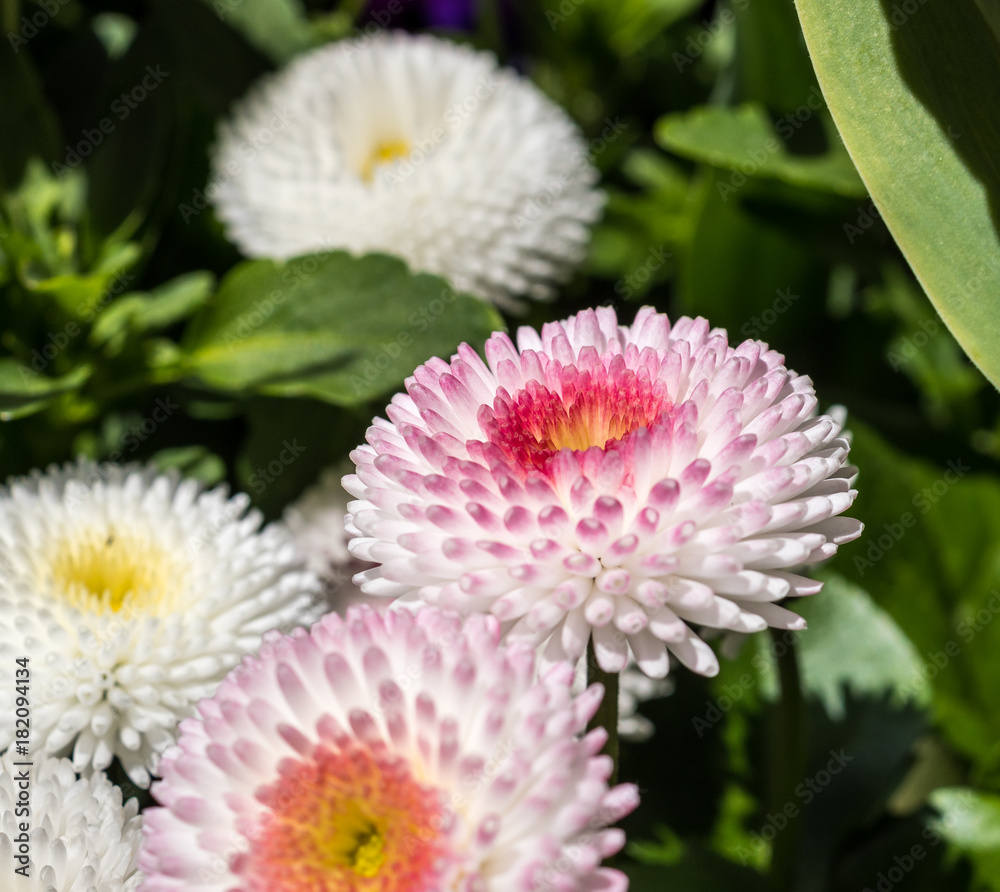 Chrysantheme - Asteraceae Chrysantheme - Asteraceae