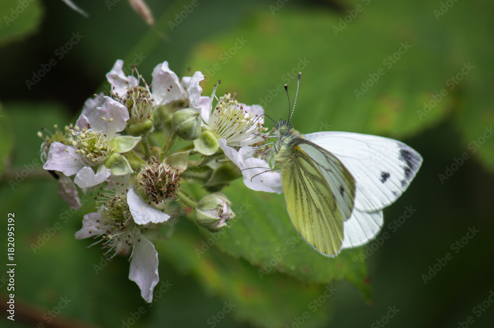 Green-veined White butterfly on Bramble blossom Green-veined White butterfly on Bramble blossom