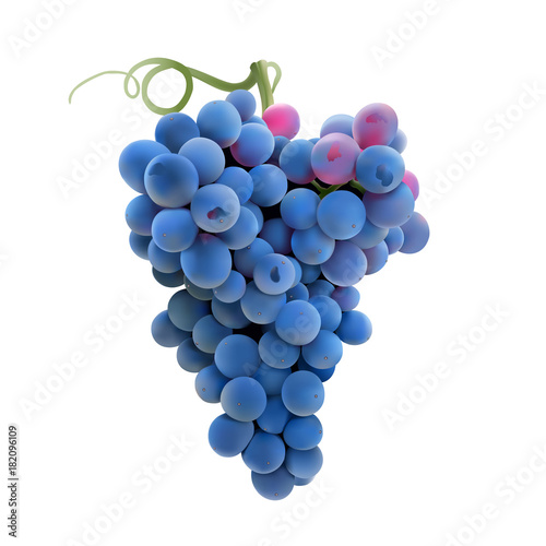 Grapes. Hand drawn vector illustration of a big bunch of grapes.Detailed realistic image on transparent background. 