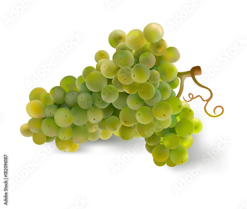 Grapes.
Hand drawn vector illustration of a big bunch of grapes.Detailed realistic image on white background.

