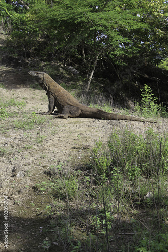 A Sitting Komodo Dragon forom the side. Brown details on its back and the raised head are in focus. Standing in front of trees