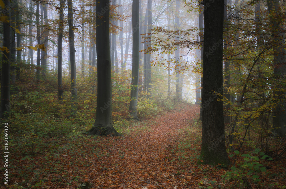 Obraz premium Bukowy's