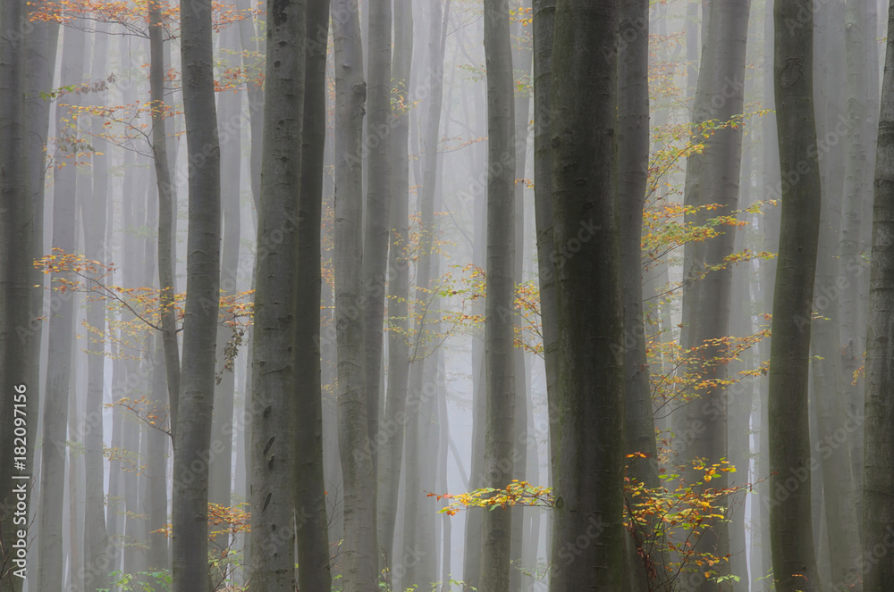 Fototapeta Tajemniczy las we mgle jesienią z żółtymi i pomarańczowymi liśćmi