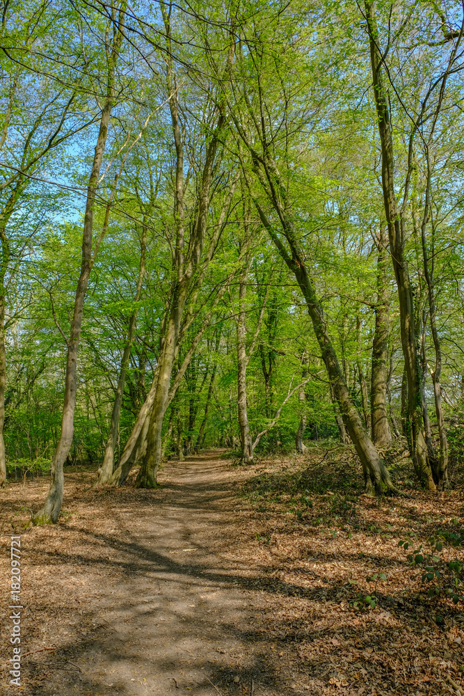 Track in the woods of the Essex countryside in springtime. Track in the woods of the Essex countryside in springtime.