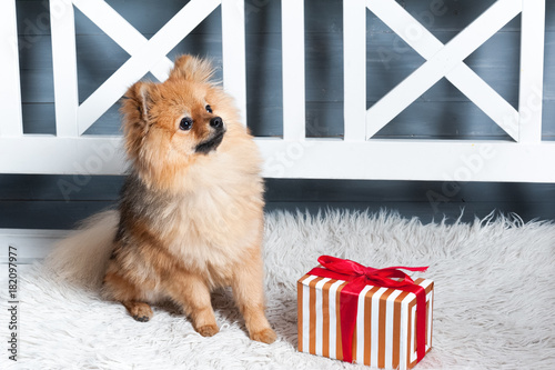 The pomeranian spitz is laying on the white plaid with in red stripes present. Concept of preparation to the NEw Year or Christams