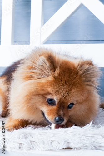 The panorama of pomeranian spitz is laying on the white plaid and eating delicacy. Concept happy holiday and food © Alex