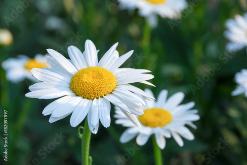 Daisy in nature