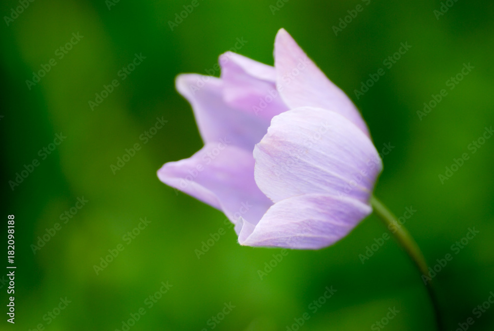Purple Flower looking left side front of blur background Purple Flower looking left side front of blur background
