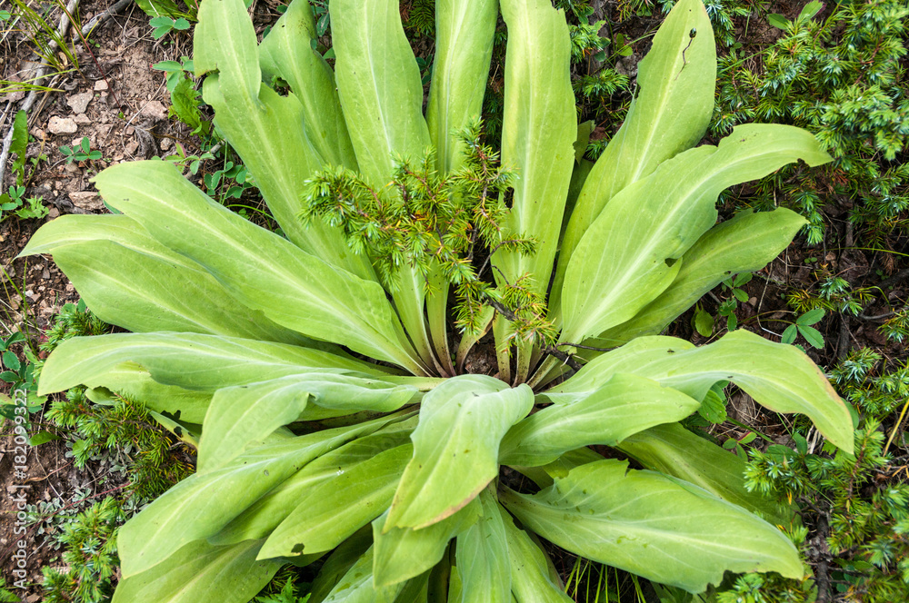 Obraz premium Unknown Green Plant