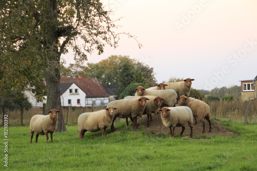 Sheep Family #182100392