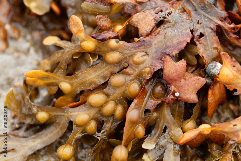 Bladder wrack (Fucus vesiculosus) Bladder wrack (Fucus vesiculosus)