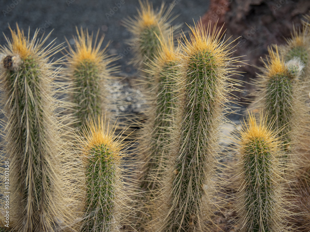 Obraz premium Kakteen auf Lanzarote