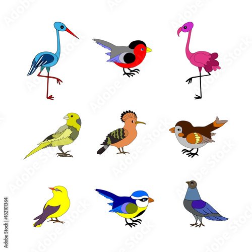 Birds. Vector collection of European birds, such as  dove, sparrow, flamingo, hoopoe, blue tit, white stork, bullfinch, canary, oriole in trendy flat style. Isolated on white.