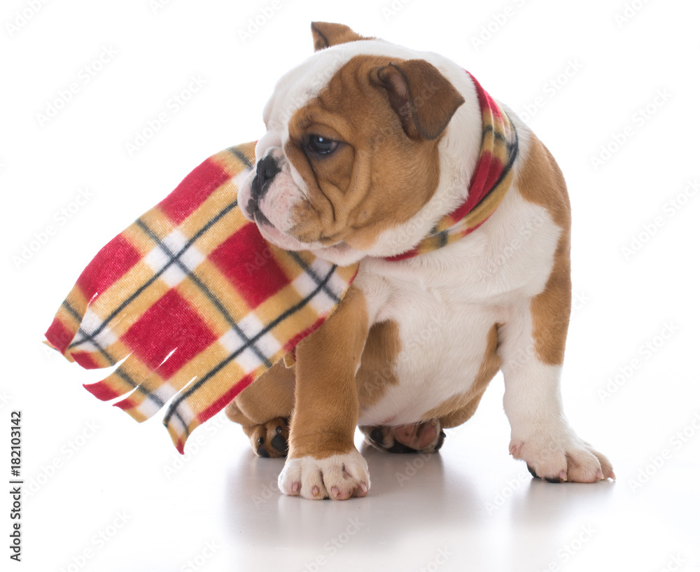 Fototapeta premium dog dressed for winter