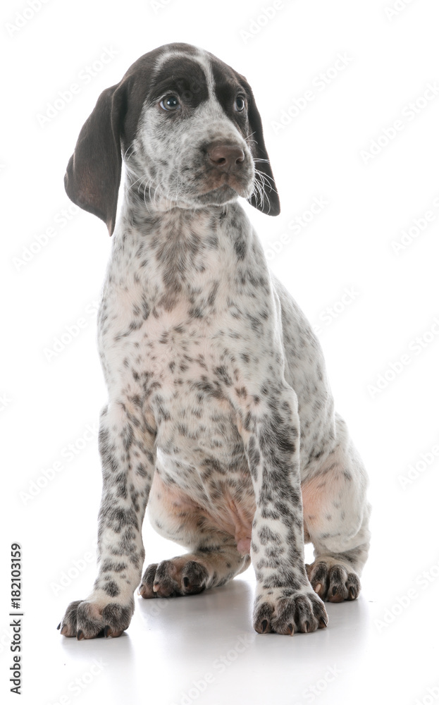 german shorthaired pointer puppy