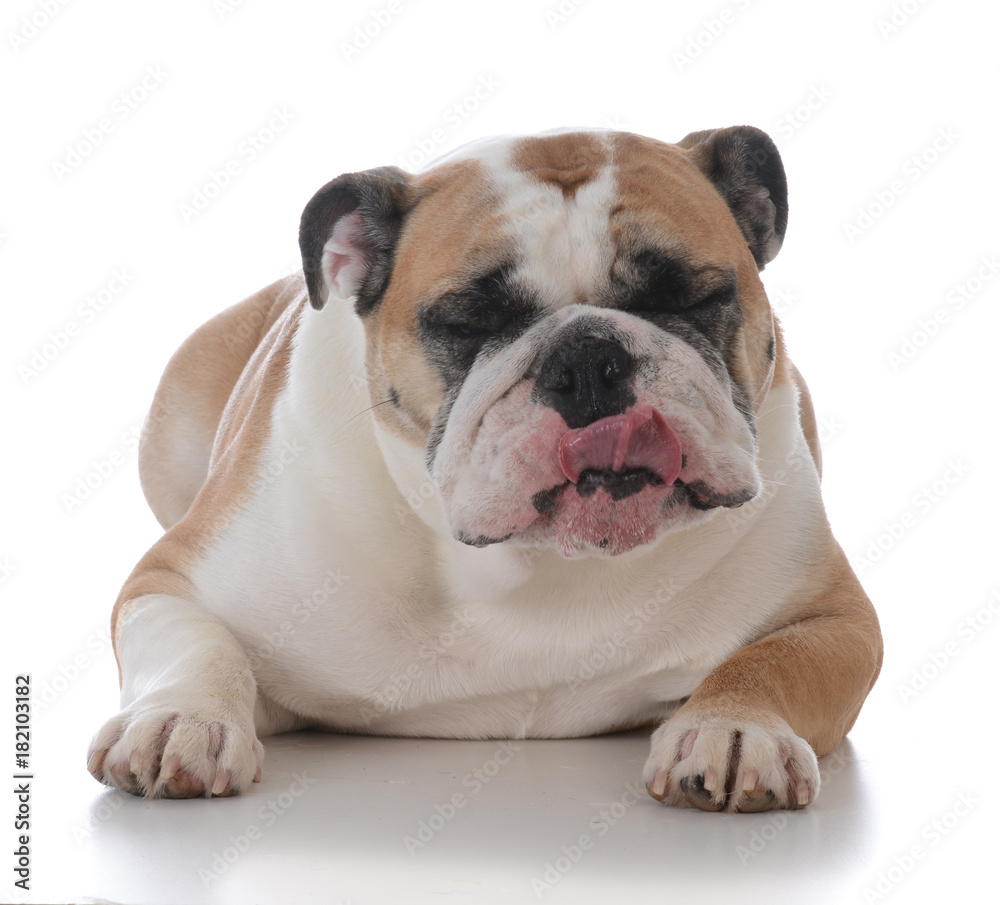 female english bulldog