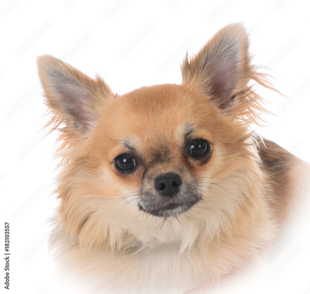 male long coat chiuhuahua male long coat chiuhuahua