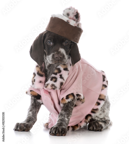 female german shorthaired pointer puppy photo