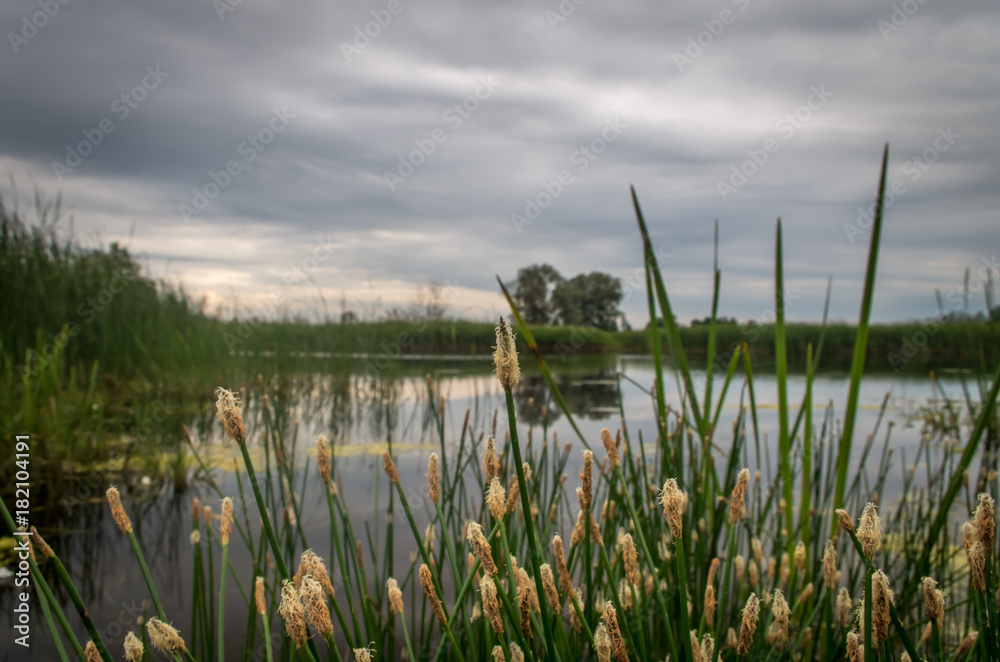 Water plants by the lake Cloudy Day