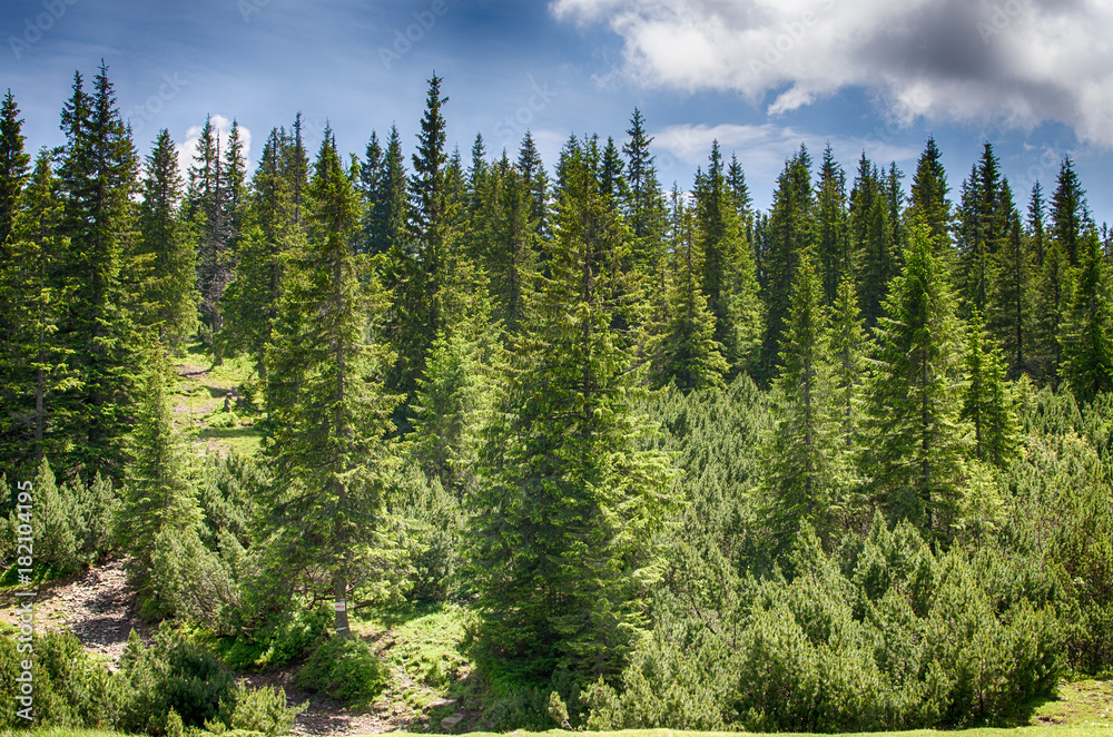 Slender green trees in the forest