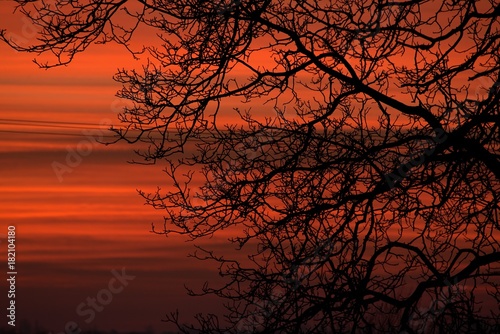 red sky with tree © Michal