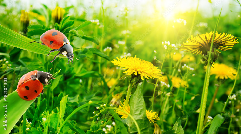 Naklejka premium Ladybug on a background of grass and spring flowers.