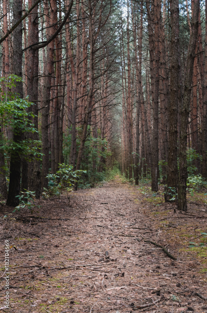 Fototapeta premium Forest path among trees cloudy day