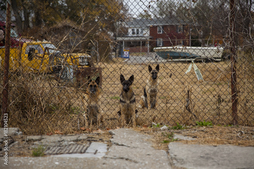 german shepherds