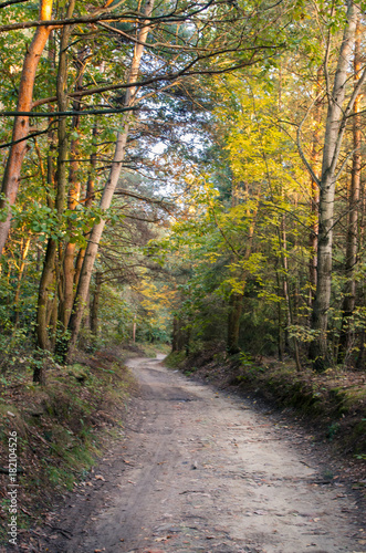 Autumn Forest road during sunset