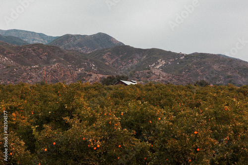 View of orange grove against mountain range