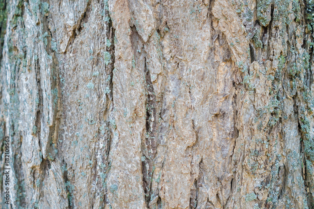Obraz premium 木の皮