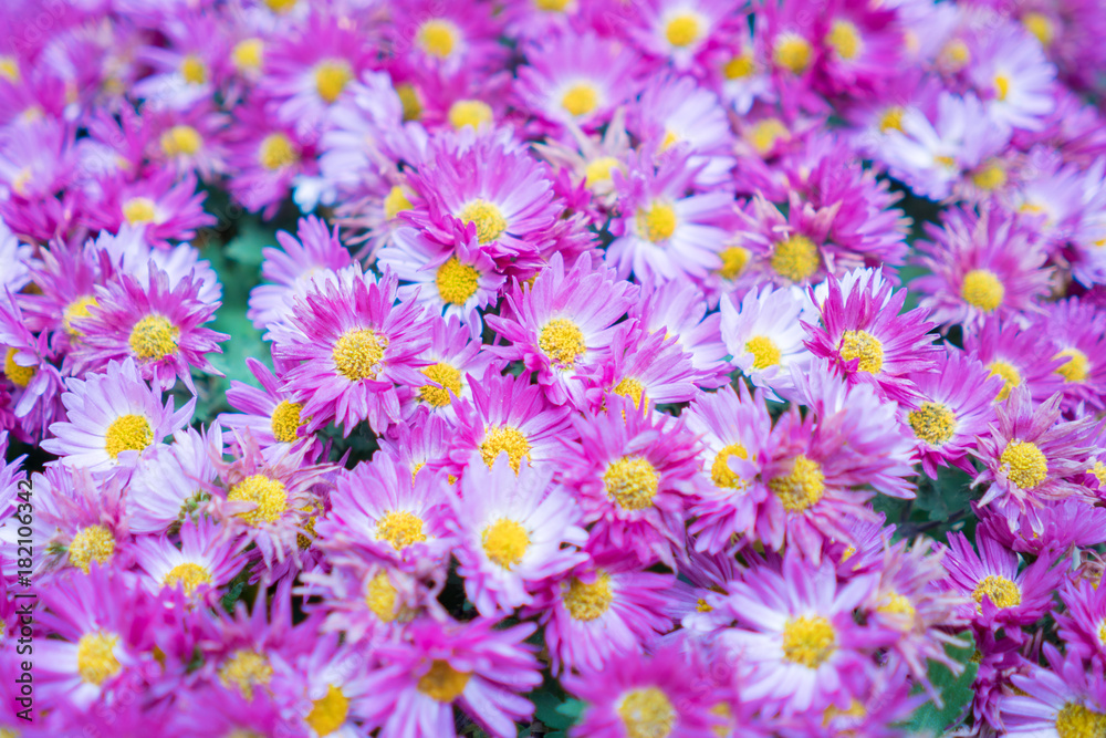 Obraz premium 紫の菊