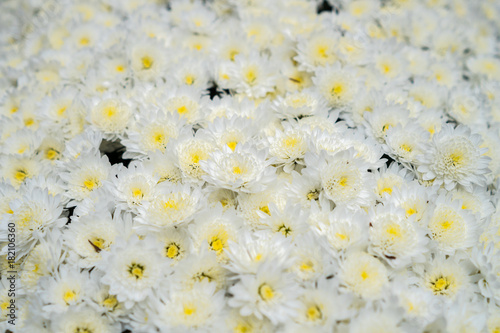 白い菊
