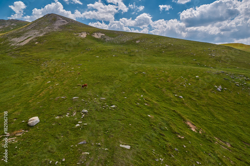 Cows in green amountain fields at summer photo